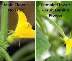 Image result for male flowers cucumber
