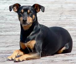 The manchester terrier demands plenty of exercise. Manchester Terrier Jackys Hunde Wiki Fandom
