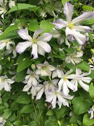 Check spelling or type a new query. International Clematis Society Home Facebook