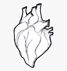 When we think of october holidays, most of us think of halloween. Heart Anatomy Coloring Book Human Body Clip Art Real Life Heart Drawing Hd Png Download Transparent Png Image Pngitem