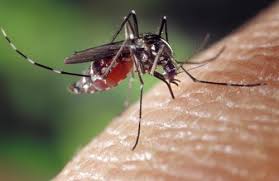 Check out multiple pest killer spray sprays and proficient electronic insect repellant device options at can't comment yet on effectiveness of the spray. Zone 45 Llc Weed Pest Management Lawn Care Pest Control Exterminators North Platte Area Chamber Development Corporation Ne
