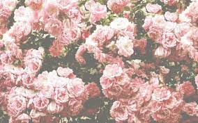 Looking for the best wallpapers? Desktop Wallpaper Flowers Aesthetic Flower Aesthetic Aesthetic Roses Flower Backgrounds
