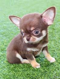 Chihuahua Chocolate Y Fuego Hembra Chihuahua Puppies Cute Dogs Chihuahua Puppies For Sale