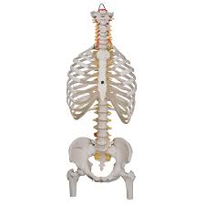 The ribs are a set of twelve paired bones which form the protective 'cage' of the thorax. Anatomical Models Of Flexible Spinal Column With Ribcage And Femur Heads