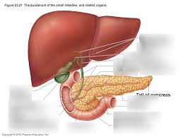 The liver is an organ only found in vertebrates which detoxifies various metabolites, synthesizes proteins and produces biochemicals necessary for digestion and growth. The Anatomy Of The Liver Diagram Quizlet