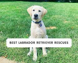 The second of three videos detailing our approach to building a strong foundation for search and rescue dog training. 6 Best Labrador Retriever Rescues 2021 We Love Doodles