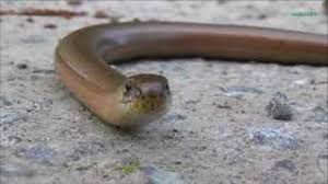 Mit denen kann man übrigends fast alles machen, wehren tun die sich nicht. Blindschleiche Blindworm Keine Schlange Looks Like A Snake But Is Not A Snake