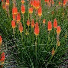 Sometimes called torch lilies, red hot poker plants can grow up to 5 feet tall and 3 feet wide, and often used as border or specimen plants. Kniphofia Jackpot Pp31283 Walters Gardens Inc