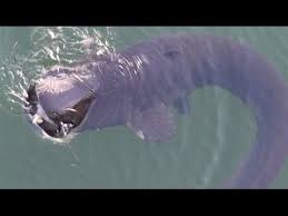 Image result for wels catfish