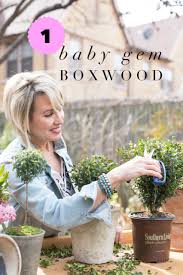 Turnips are a great root vegetable to grow in the fall. Baby Gem Boxwood With Images Plants For Small Gardens Easy Care Plants Boxwood Landscaping