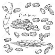 Plant printouts · sprouting bean to label. Black Beans Hand Drawn Sketch On White Background Beans And Pods Illustration For Your Design Royalty Free Cliparts Vectors And Stock Illustration Image 97421344