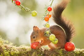 The best way to keep squirrels out of fruit trees is to use multiple methods to repel them such as motion sensor water jets, fake predators, traps, nets and pruning the fruit tree. Squirrels Are Eating Tomatoes How To Protect Tomato Plants From Squirrels