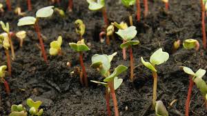 Many sources of fertilizer exist, both natural and industrially produced. Fertilizer Agriculture Britannica