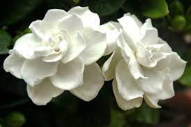 Gardenia Plant Care Lovetoknow