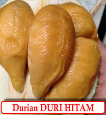 Musang king durian hitam : Asli 100 Bibit Durian Duri Hitam Malaysia Bibit Buahku