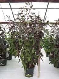 Check spelling or type a new query. Basil A Cool Twist For A Common Plant Greenhouse Grower