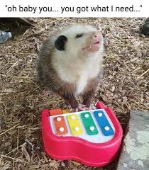 Biz Markie You Got What I Need Freddie Scott You Got What I Need In 2020 Possum Cute Rats Opossum