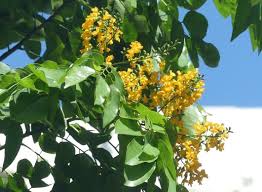 Image result for Pterocarpus