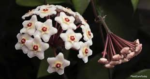 Check spelling or type a new query. Hoya Varieties Popular Types And Species Of Hoyas