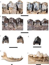 Image result for Paratheria