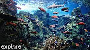 Check spelling or type a new query. Tropical Reef Camera Live Underwater Video Of Fish Coral Explore Org