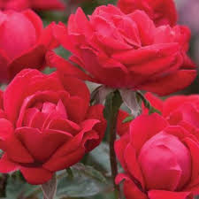 Users were left unconvinced of his virtues. Shrub Roses Archives Campbells Nursery