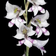 Image result for Gladiolus unguiculatus