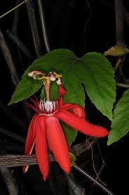 Image result for Passiflora vitifolia