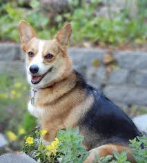 Red Headed Tri She S A Keeper Corgi Pembroke Corgi Welsh Corgi