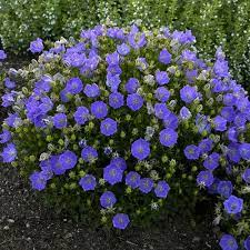 Rapido Blue Carpathian Bellflower Campanula Carpatica Flowers Perennials Blue Plants Plants