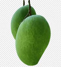 Mango trees begin fruit production in three years and form fruit quickly. Picking Mango Green Mango Fruit Fruit Trees Png Pngwing
