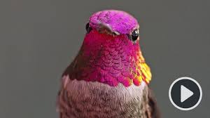 Birds Outside My Window Meaning The Hummingbird Whisperer A Ucla Researcher Cultivates A Community Of 200 Hummingbirds Outside Her Window Hummingbird Wings Hummingbird Bird Photography