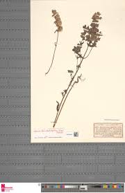 Image result for Cheilanthes angustifrondosa