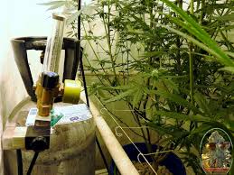 Step 5take your coat hanger pieces or wooden stakes and stake 4 around the perimeter of your plants, you can put stakes in planters with the plants. Adding Co2 In A Vented Grow Room 420 Grower