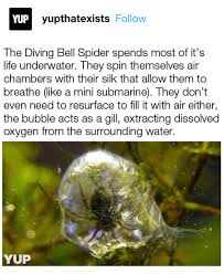 Many creatures inhabit the world of grounded, including spiders, ants, bees, and more, which the player must learn to either cooperate with or conquer. Science Lovers Only Added A New Photo Science Lovers Only