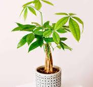 Show Me the Money (Tree)—Pachira Aquatica Care for Beginners ...