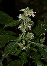 Image result for Hypoestes forskaolii