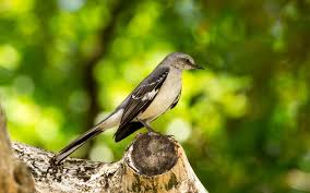 Mar 27, 2021 · however, it's good to know that ultrasonic deterrent devices can work pretty well when you're trying to keep birds away. How To Get Rid Of Mockingbirds Top 6 Ways To Deter Them Woodsman Report