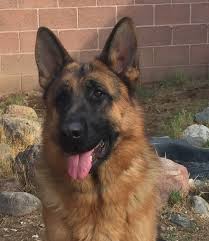 Does uptown puppies breed their own german shepherd puppies phoenix az? German Shepherd Puppies For Sale Phoenix Az 272539