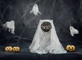Image result for quirky halloween