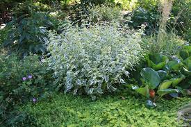 Image result for Caryopteris odorata