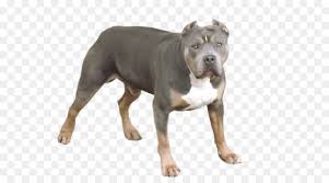4 puppies available from a litter of 7. Dorset Old Tyme Bulldogge Old English Bulldogge American Pit Bull Terrier American Staffordshire Terrier Alapah Blue Blood Bulldog Gezuchtete Grube Png Herunterladen 600 497 Kostenlos Transparent Hund Png Herunterladen