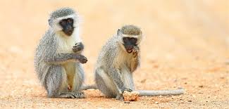 Das natürliche virusreservoir ist unbekannt. Die Mysteriose Affenseuche