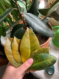 While i know leaf yellowing is normal in old leaves, some of these leaves are not old. Help My Rubber Tree Has Lost A Bunch Of Leaves I Don T Know What S Wrong Plantclinic
