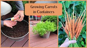 Consult the back of the seed packet for the best guidelines on when to harvest carrots at their peak of ripeness. Growing Carrots In Containers An Easy Way To Grow Carrots Anywhere