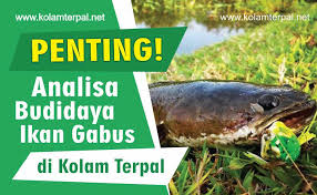 1 Penting Analisa Budidaya Ikan Gabus Metode Kolam Terpal