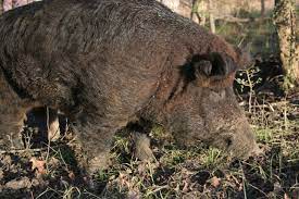 These pests are often seen sonoma county. Going Hog Wild Union Sportsmen S Alliance
