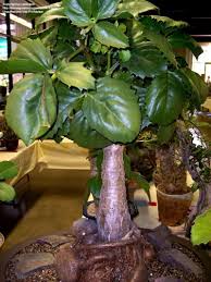 Image result for Cyphostemma barbosae