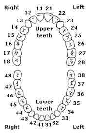 Image result for teeth chart with numbers