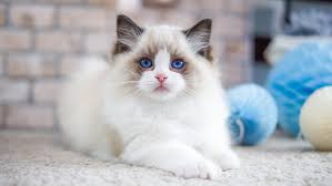 Sedangkan kucing himalaya bentuk tubuhnya mendapat sebutan yakni cobby. Ras Himalaya Hingga Siam 5 Jenis Kucing Ini Punya Mata Biru Penuh Pesona Merdeka Com